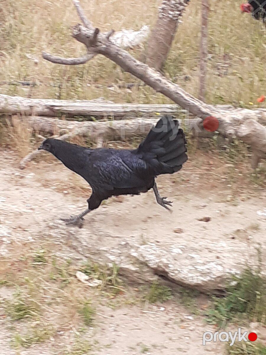 Ayam Cemani toyuğu — Quşlar, Bakı (2)