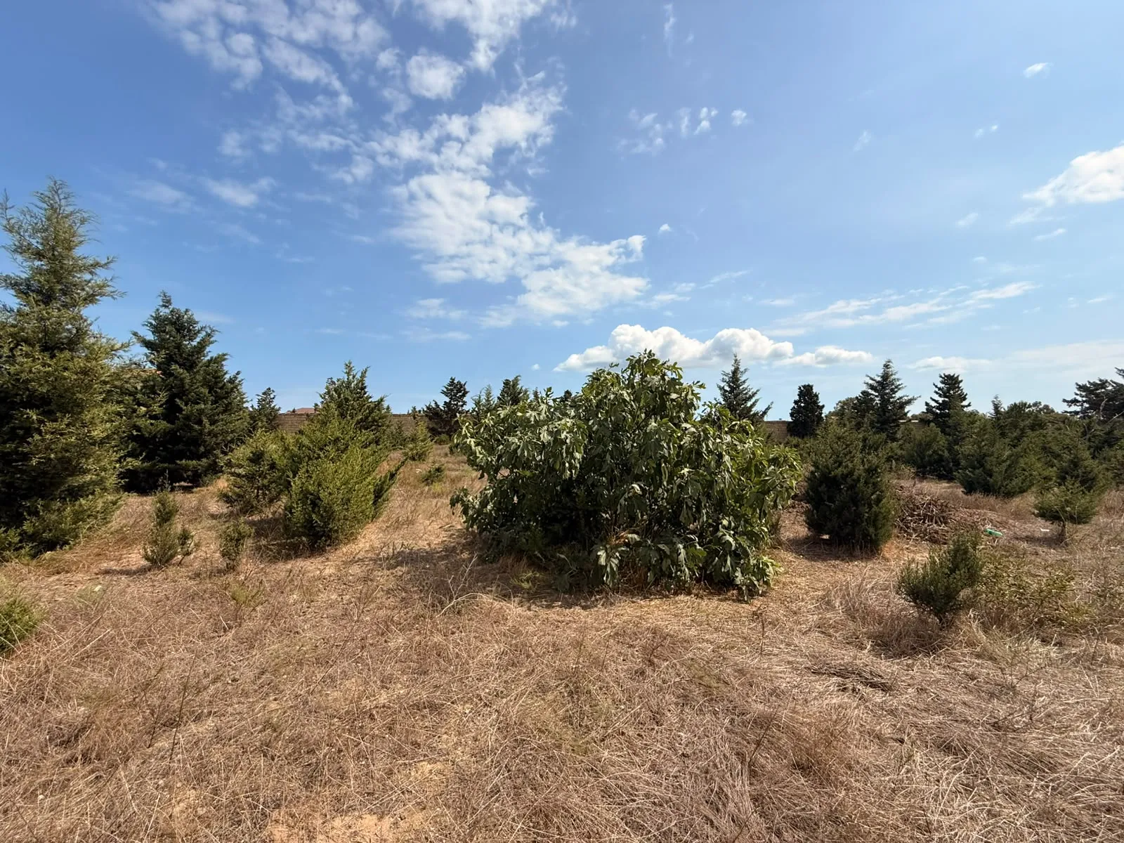 Şüvəlan, Torpaq satılır - 36 sot — Torpaq, Bakı (9)
