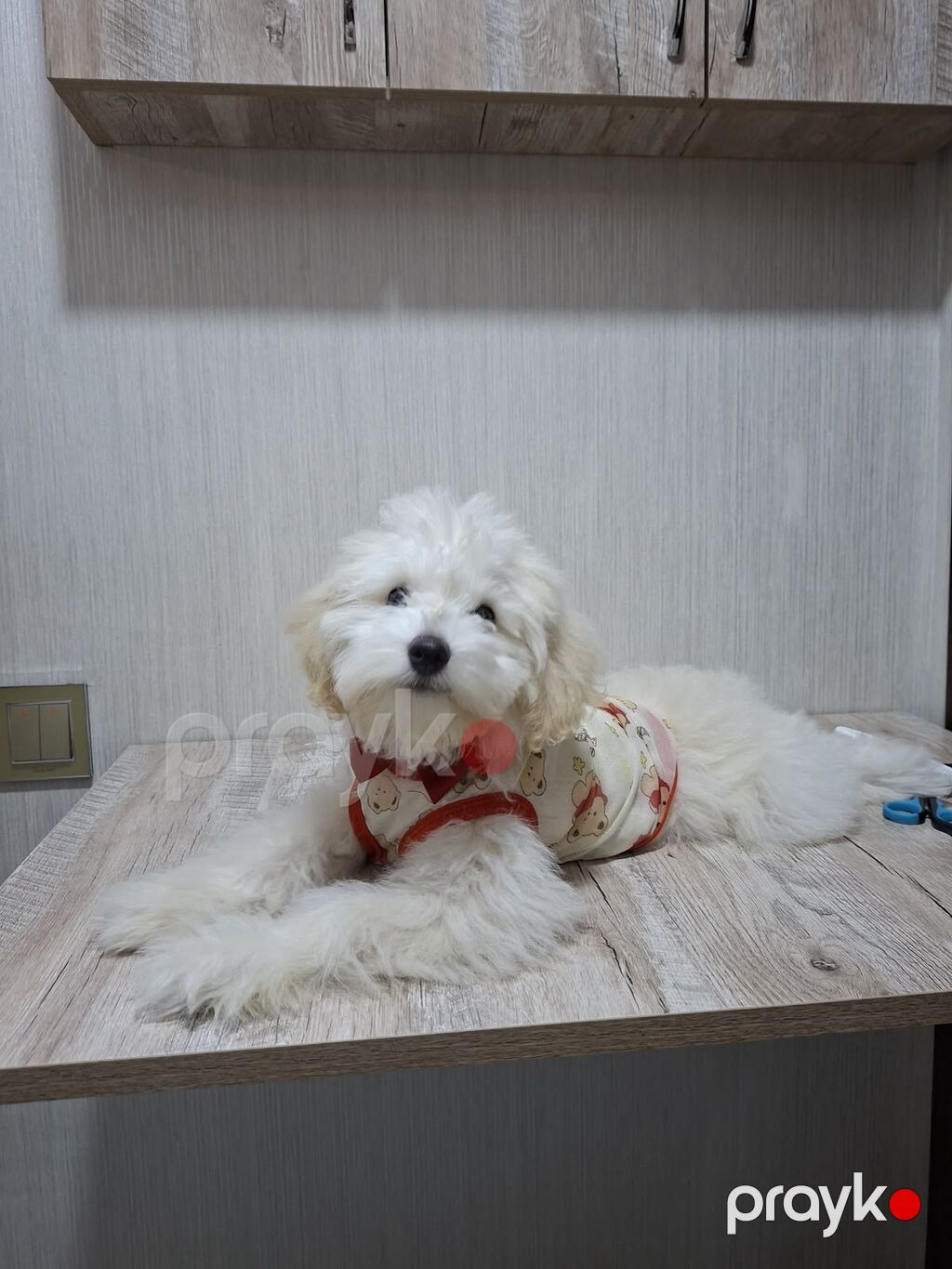 Erkək Maltipoo balası - Yaş: 5 aylıq - Xüsusiyyətlər: Tam sağlam, çox — Digər, Bakı (3)