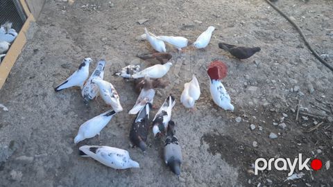 Quşlar satilir kom 3 manatdan tək tək fərqli qiymətədir fikri ciddi — Şəki