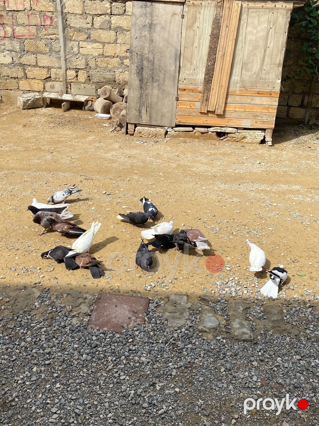 Tergime heyvablardır saglamdılar 4 baldan elaqe ucun buna yazn — Digərləri, Bakı (3)