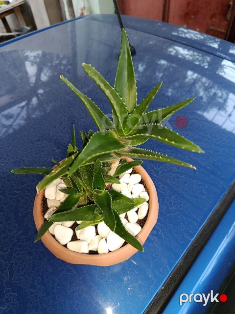 Aloe arborescens — Xırdalan