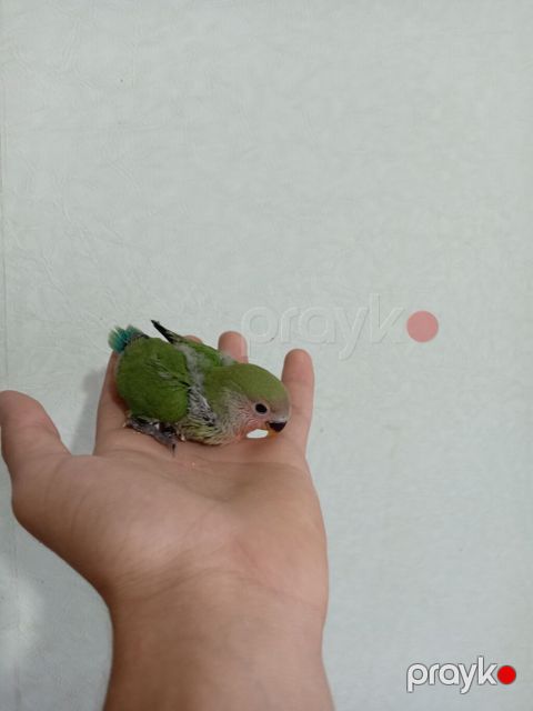 Əl papuqayı satılır. Dəyərini bilənlər alsın — Sumqayıt