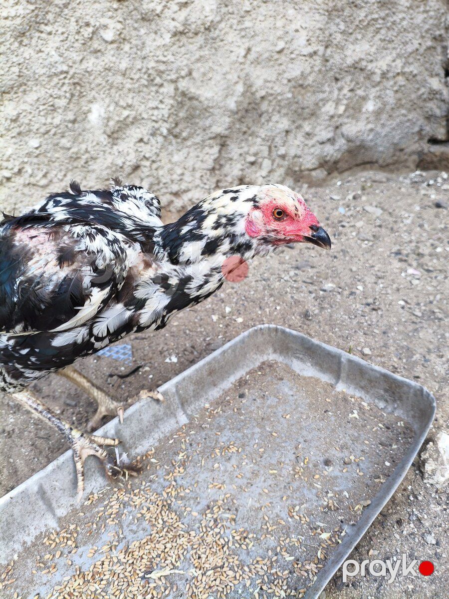 Heyratılar — Quşlar, Bakı (6)