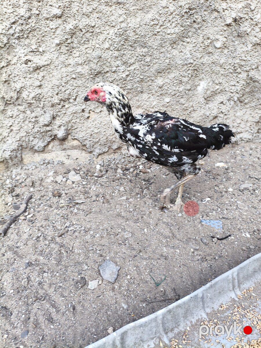 Heyratılar — Quşlar, Bakı (5)