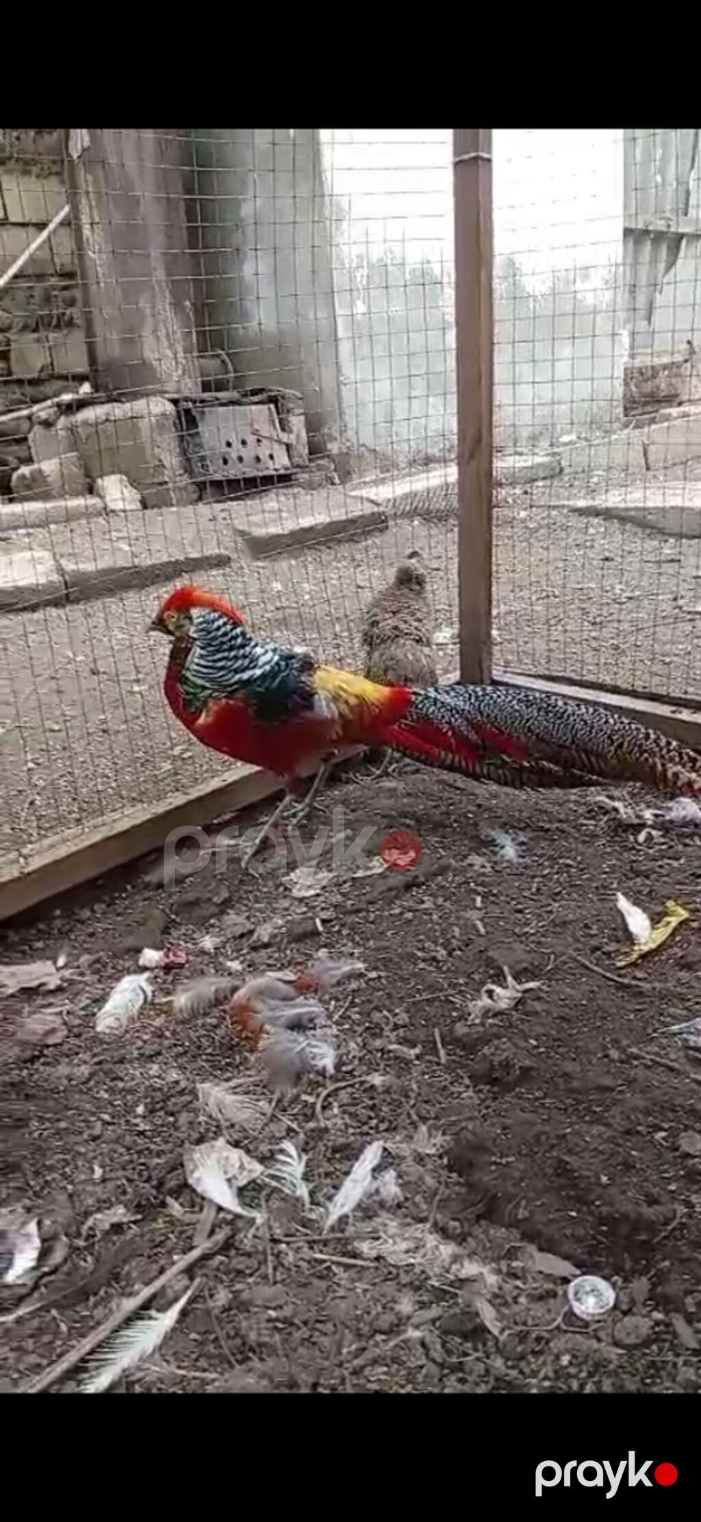 Satılır cüt qırqovul — Toyuq və xoruz, Masallı (2)