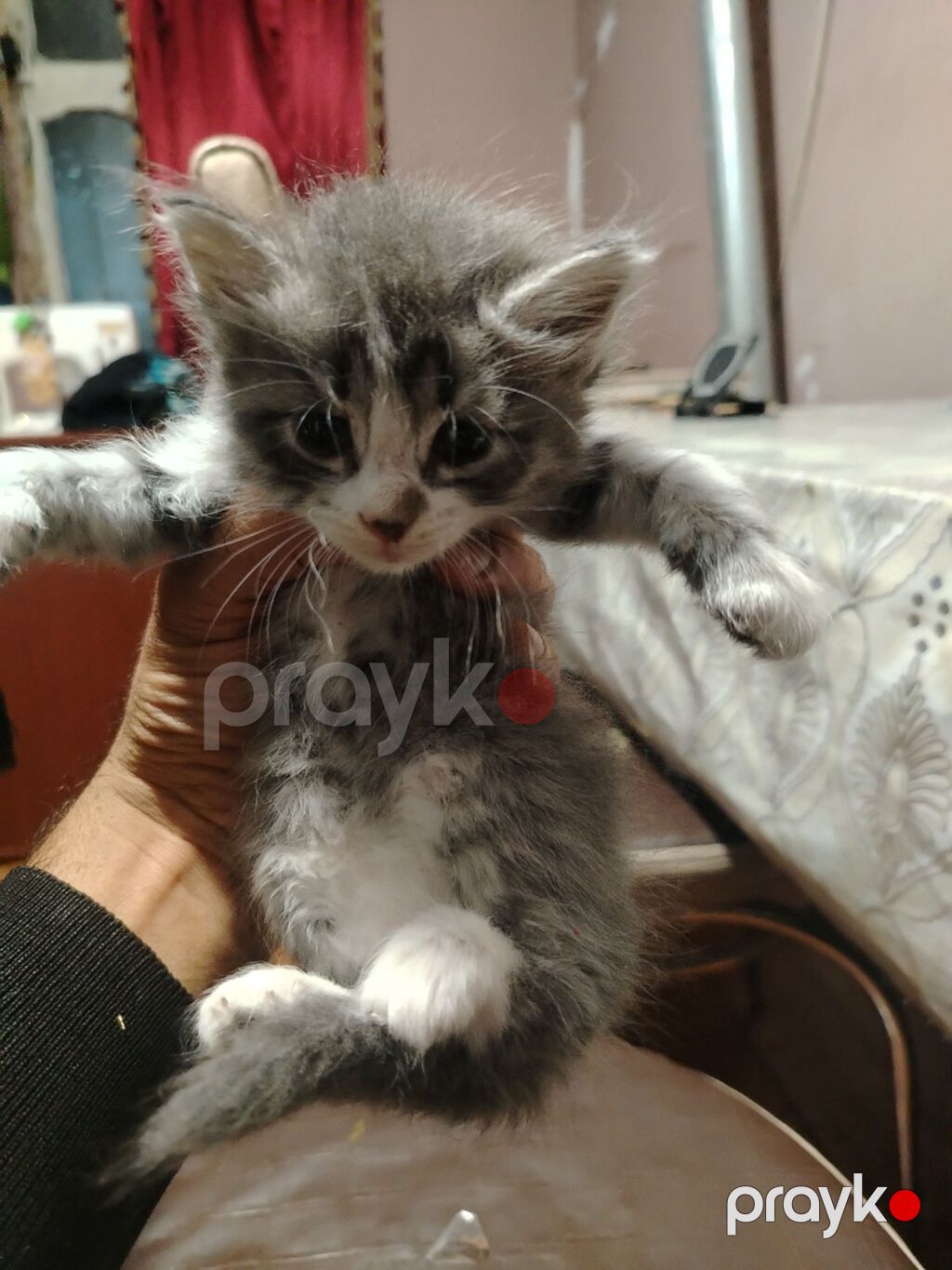 Sibir, Erkək, Yaxşı əllərə, Ünvandan götürmə — Pişiklər, Xırdalan (2)