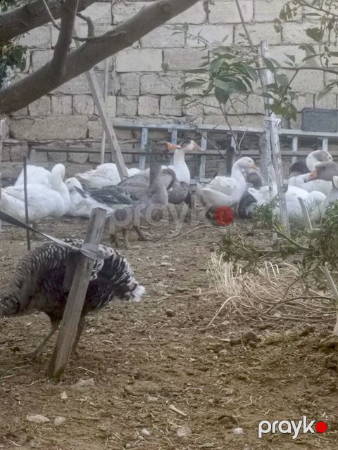 Qazlar — Bakı
