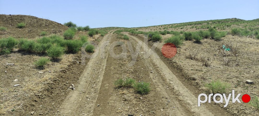 Satılır torpaq 81.5 sot — Torpaq, Bakı (8)