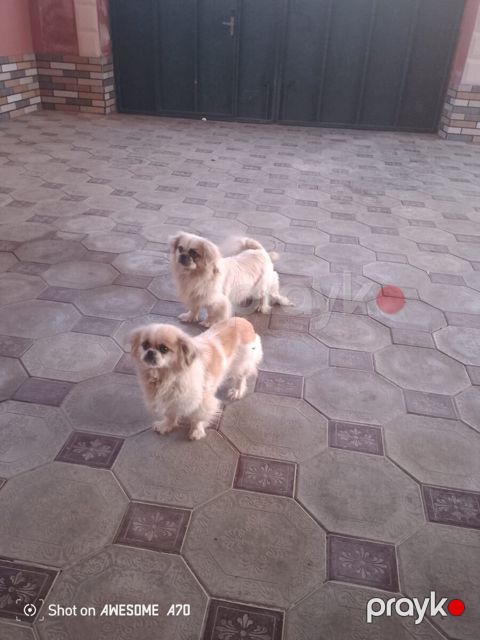 Pekines — Sumqayıt