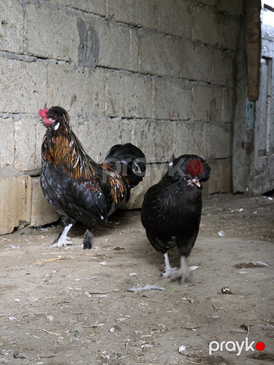 Sultan xoruzu — Quşlar, Bakı (2)