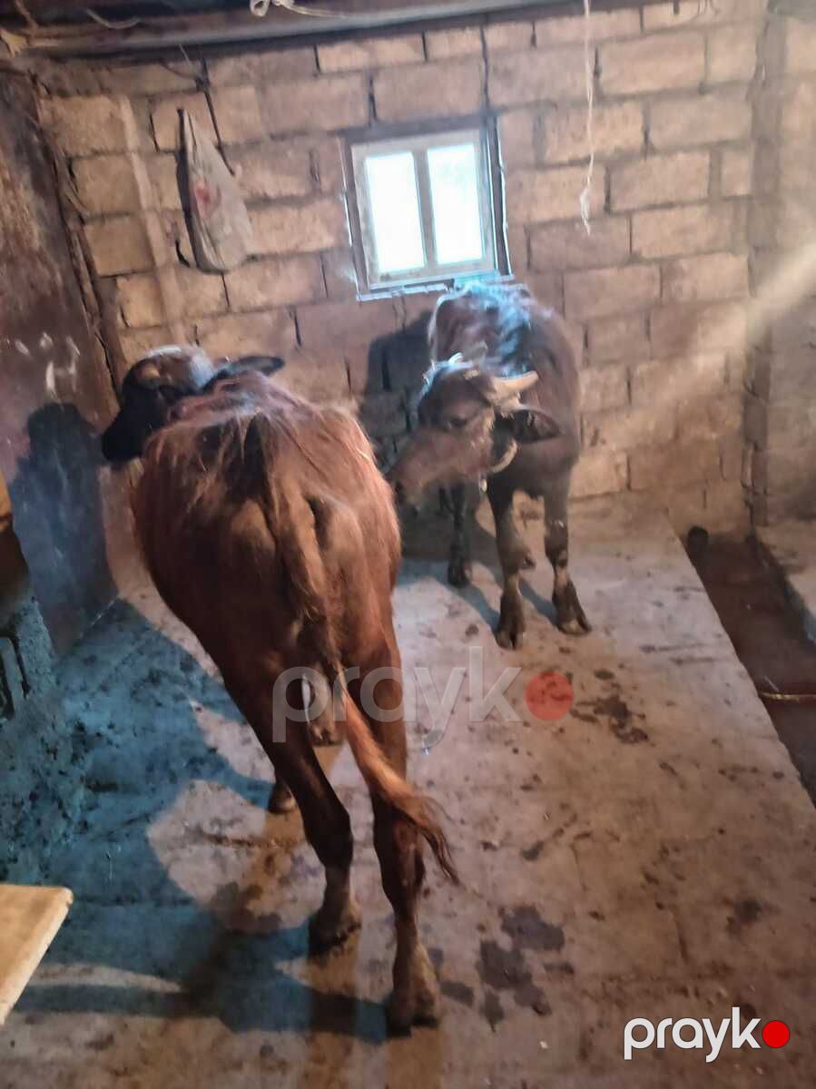 Camış balası — Kənd təsərrüfatı heyvanları, Şamaxı (6)