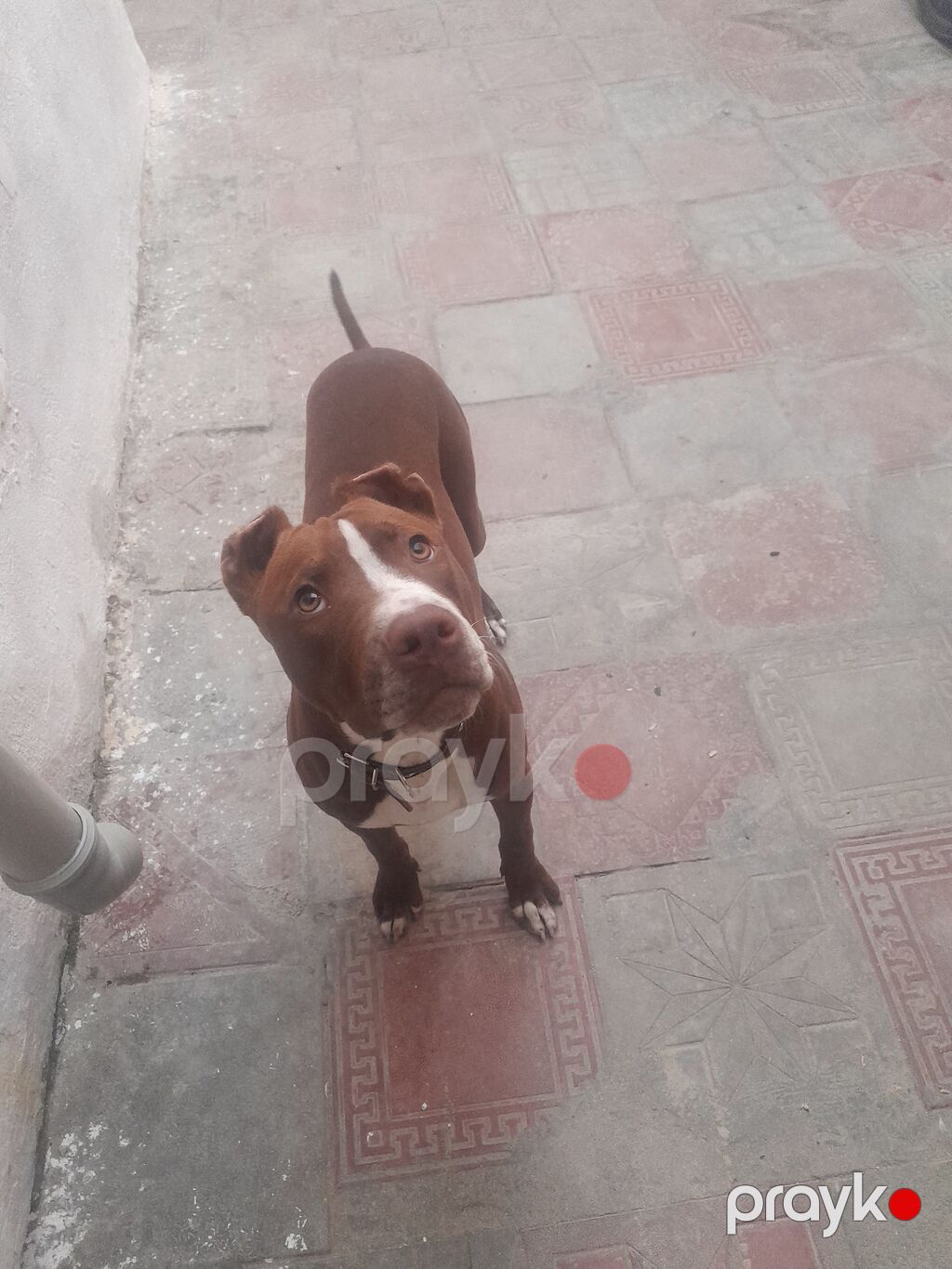 Pitbul, 5 ay, Dişi, Ünvandan götürmə — Köpəklər, Bakı (4)