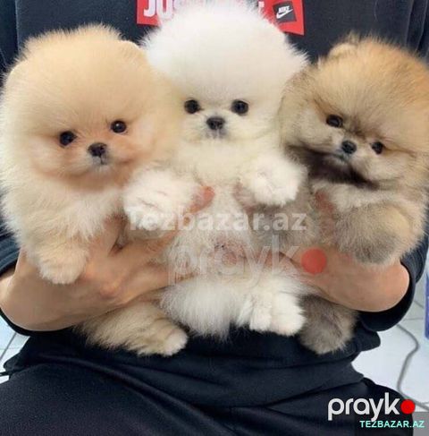 Pomerian Spitz balasi 2 ay — Bakı