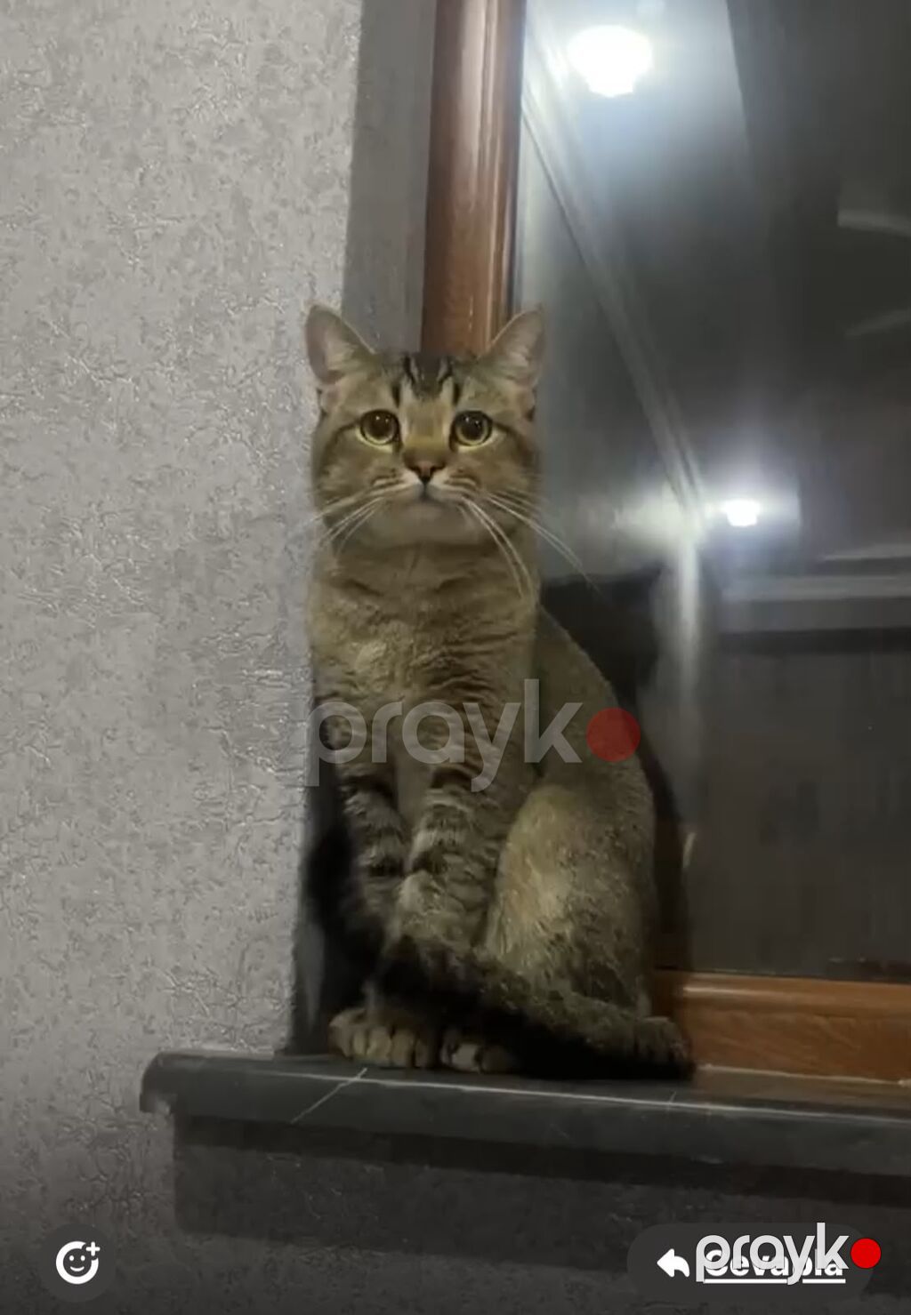 Tabbi, Erkək, Yaxşı əllərə — Pişiklər, Digah (2)