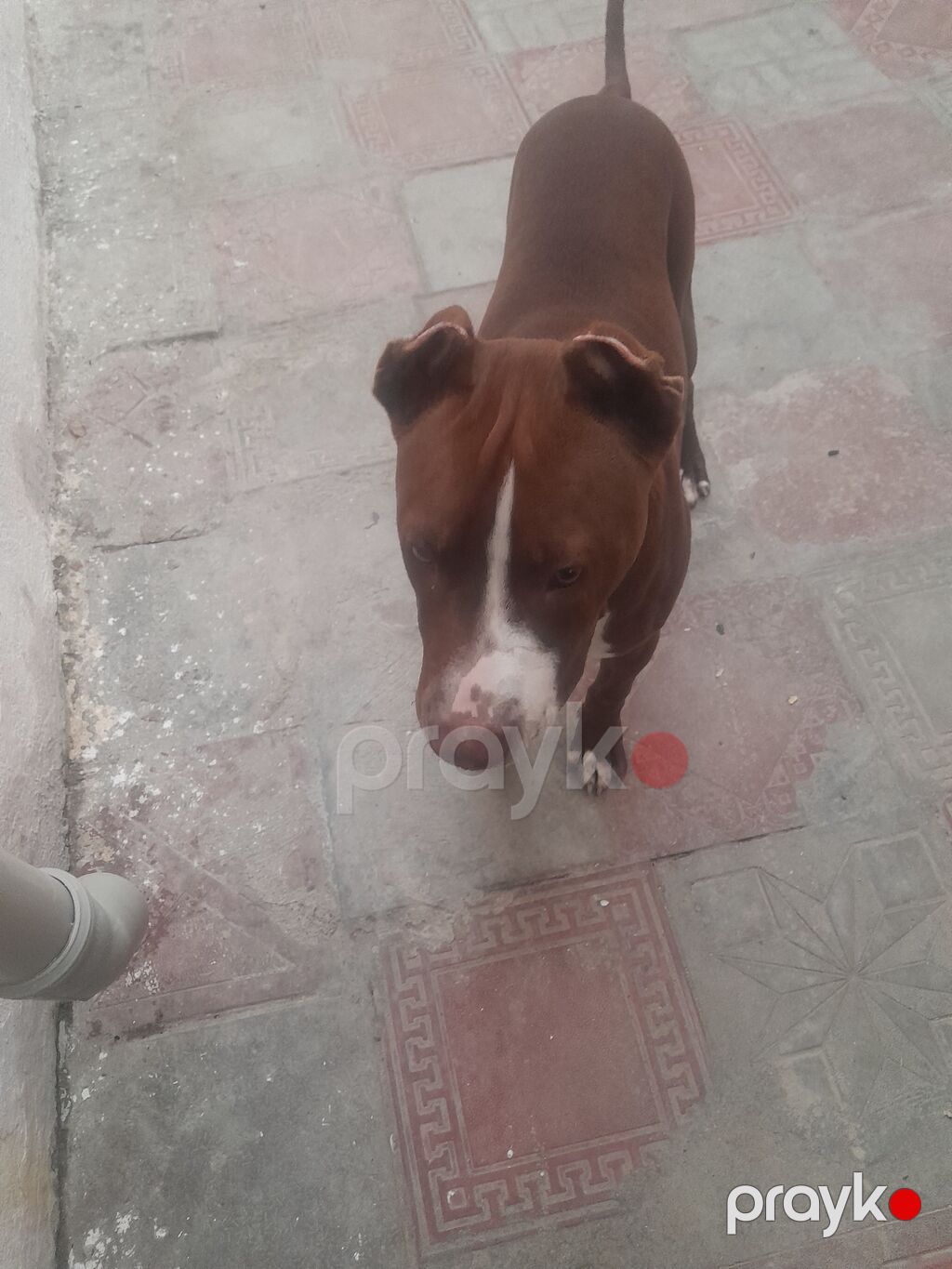 Pitbul, 5 ay, Dişi, Ünvandan götürmə — Köpəklər, Bakı (3)