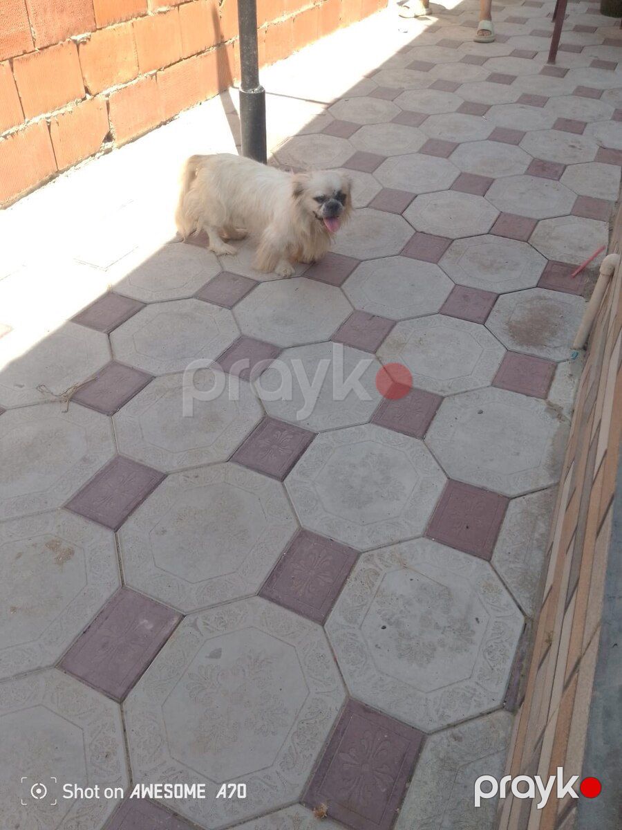 Pekines — Köpəklər, Sumqayıt (5)