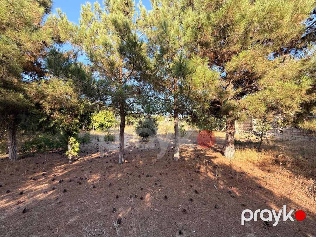 Satılır torpaq 19 sot — Torpaq, Bakı (6)