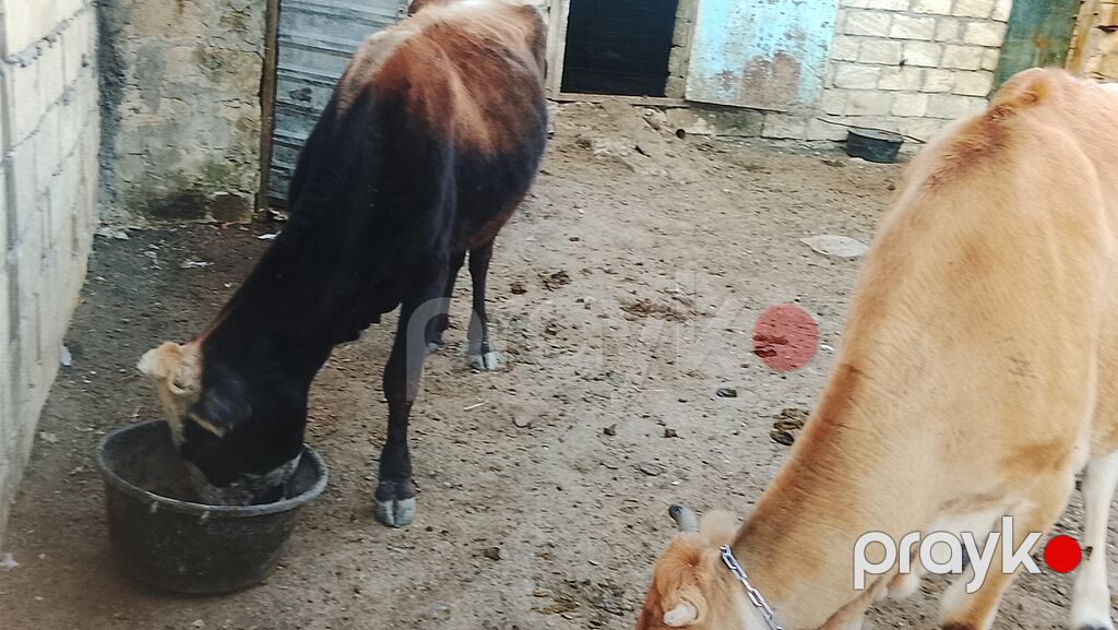 Sağlam boğaz ineyler sağlamlıqlarina cavabdehəm qiymət her ikisine — Kənd təsərrüfatı heyvanları, Xızı (5)