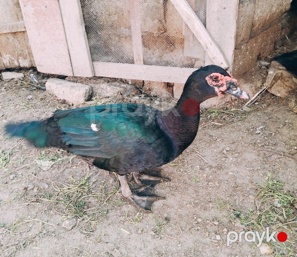 Amerkan sortu zumrudu erkeyler satilir.9 ayligdi — Digərləri, Digah (2)