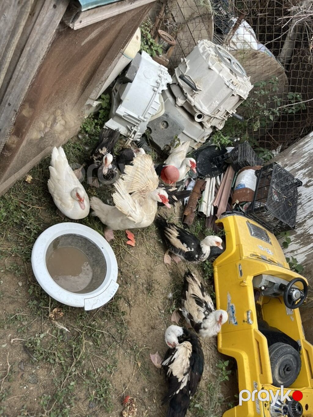 Salam diqqetle oxuyun zehmet deilsə 18 manatdan 35 manata kimi 18 — Digərləri, Fatmayı (5)