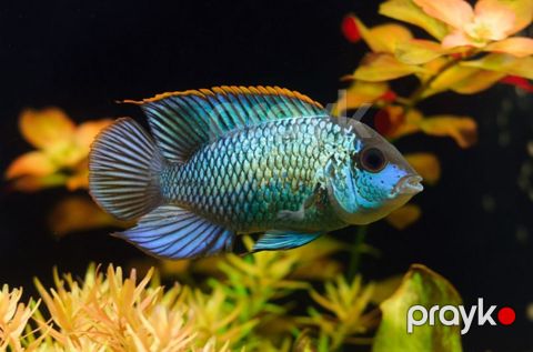 Nannakara Blue Neon balıqları — Bakı