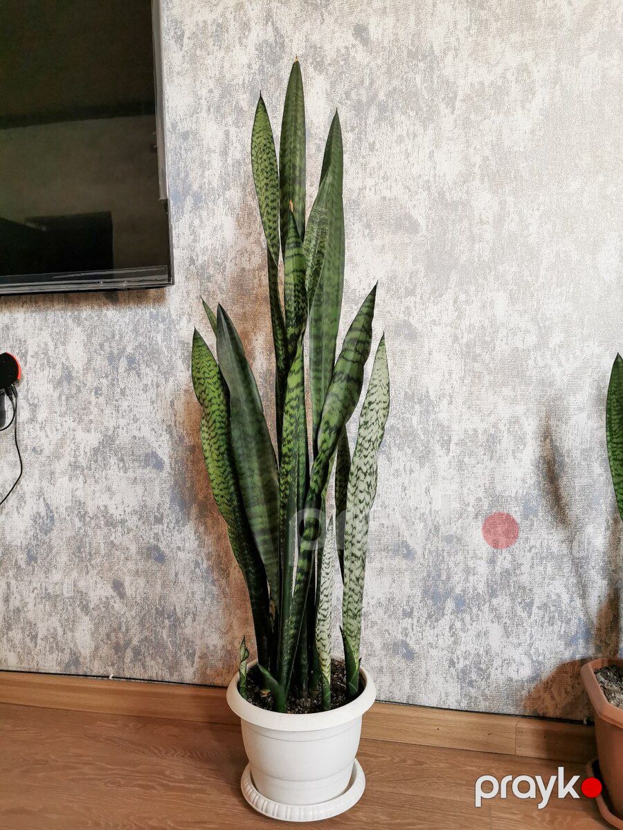 Sansevieria qılınc bitkisi — Bitkilər, Bakı (2)