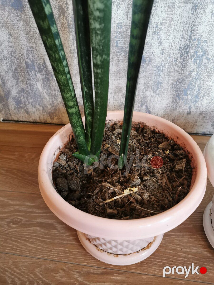 Sansevieria — Bitkilər, Bakı (5)