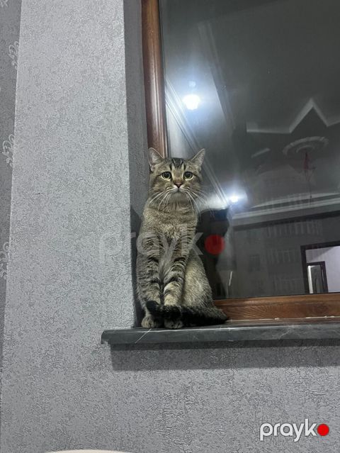 Tabbi, Erkək, Yaxşı əllərə — Digah