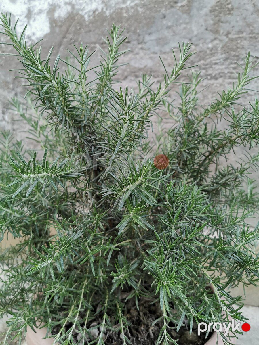 Rozmarin — Bitkilər, Bakı (2)