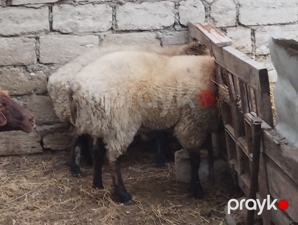 Növ: yerli ətlik qoyunlardi — Kənd təsərrüfatı heyvanları, Bakı (10)