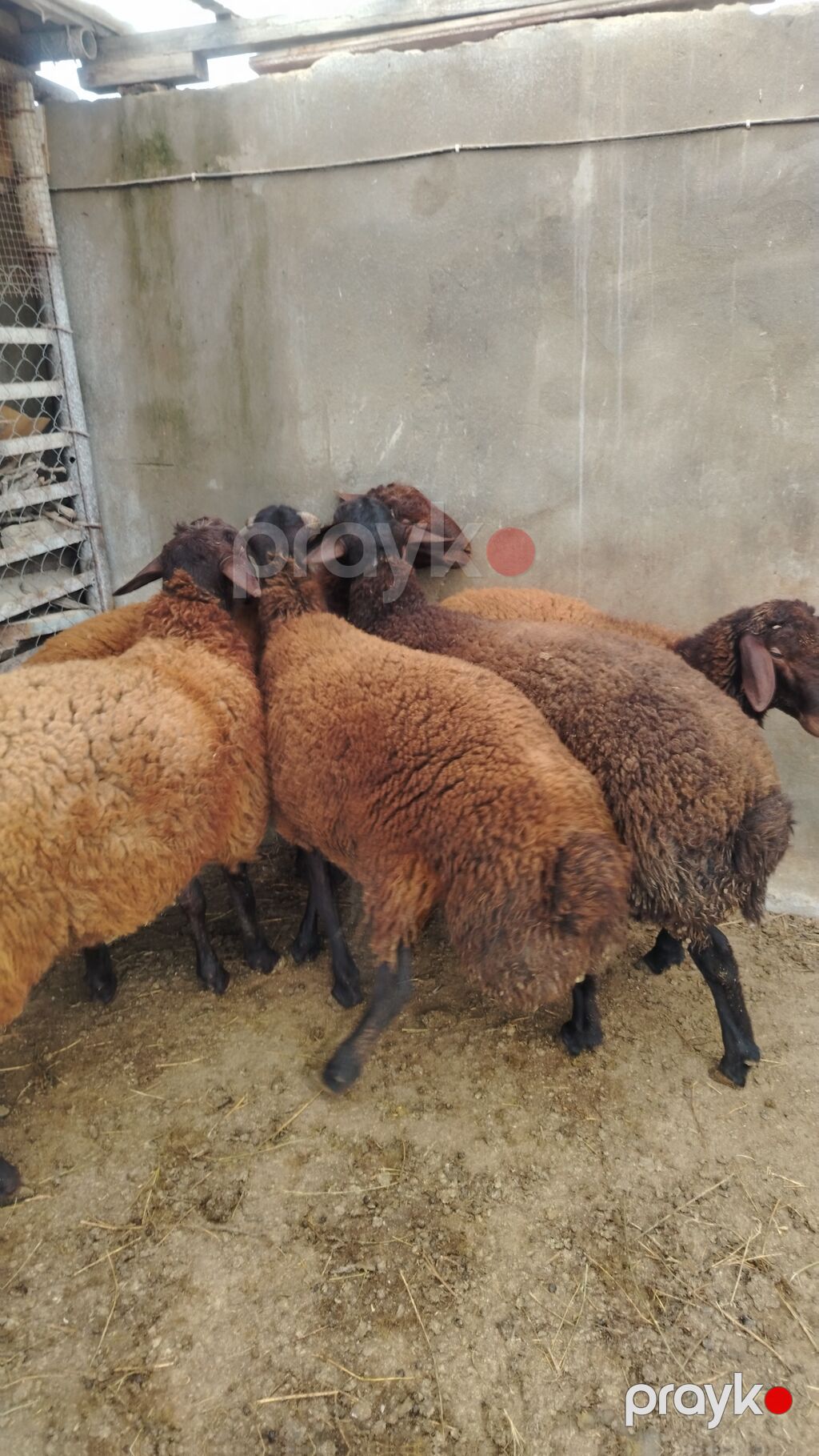 Salam Allah hamıya xeyir versin. Bilgəh kənd quzuları. 5 ədəd kənd — Kənd təsərrüfatı heyvanları, Digah (5)
