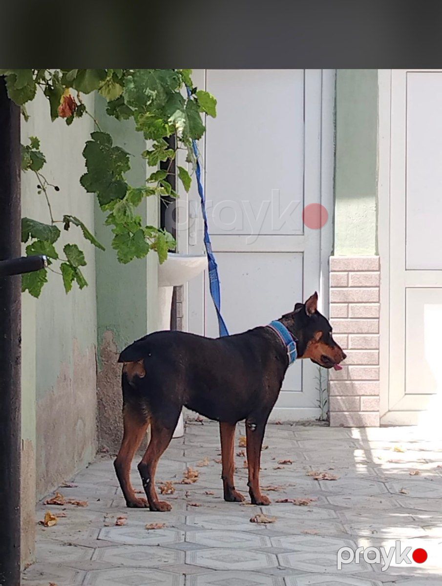 Doberman — Köpəklər, Bakı (4)