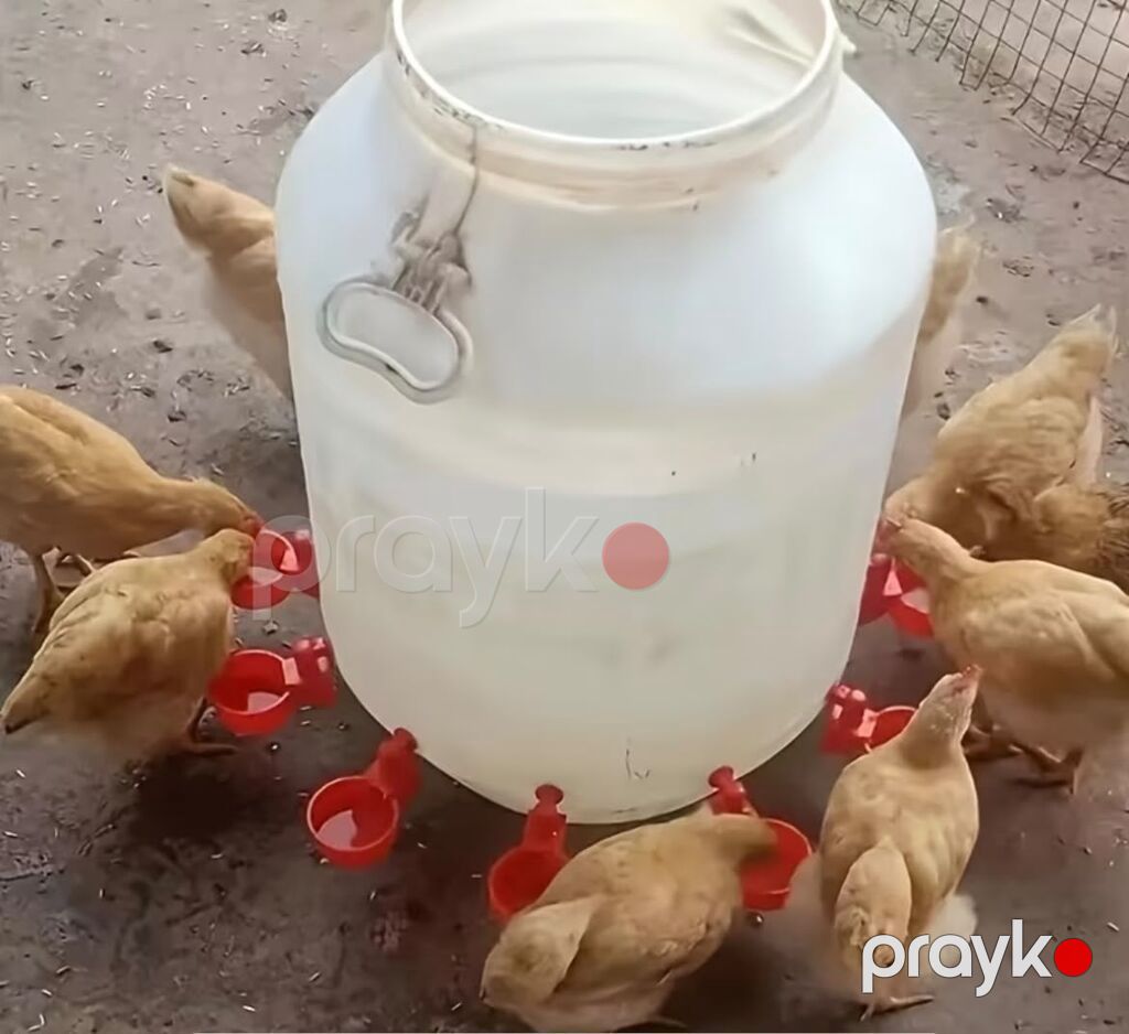 Məhsul: Avtomatik su qabı fincanı (toyuq və digər quşlar üçün) Topdan — Qablar və dərə, Digah (4)