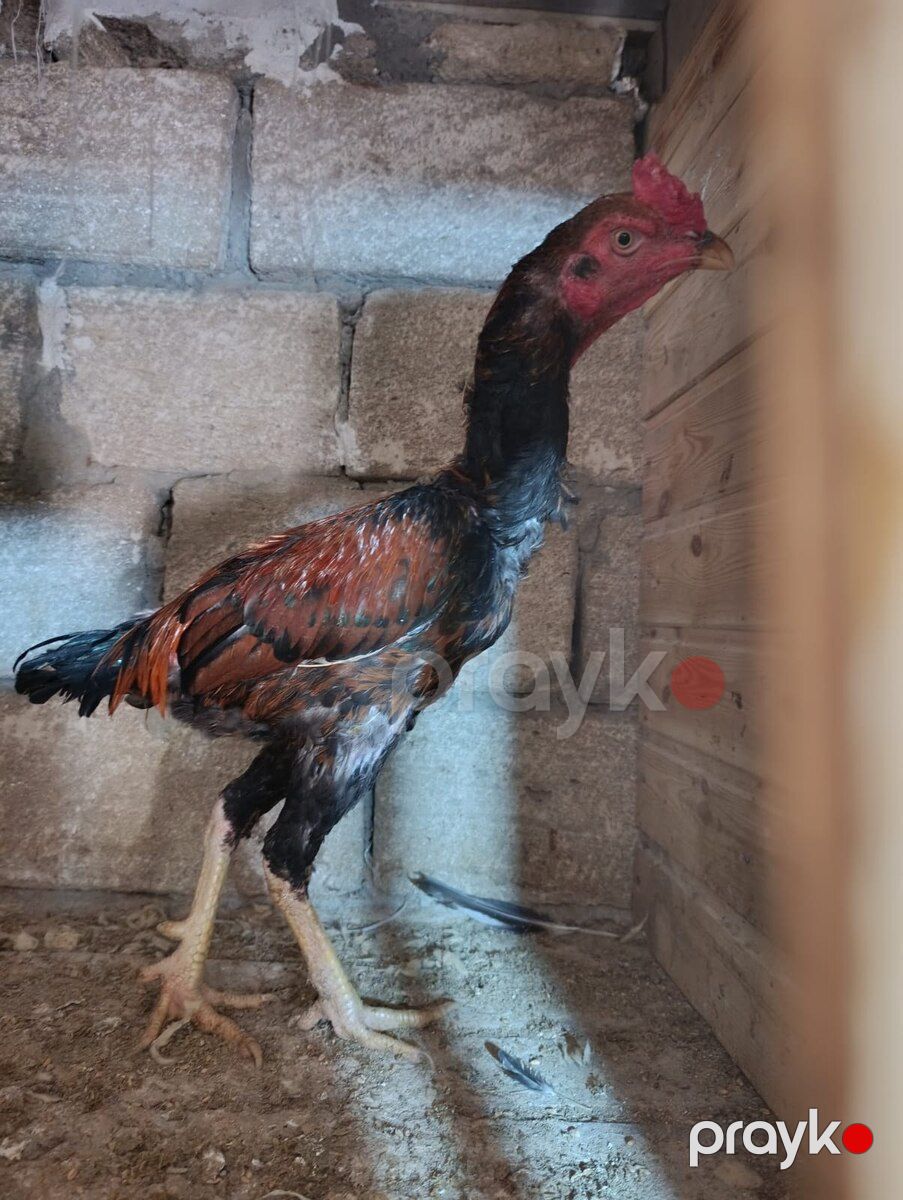 Heyratı xoruzlar — Quşlar, Sumqayıt (3)