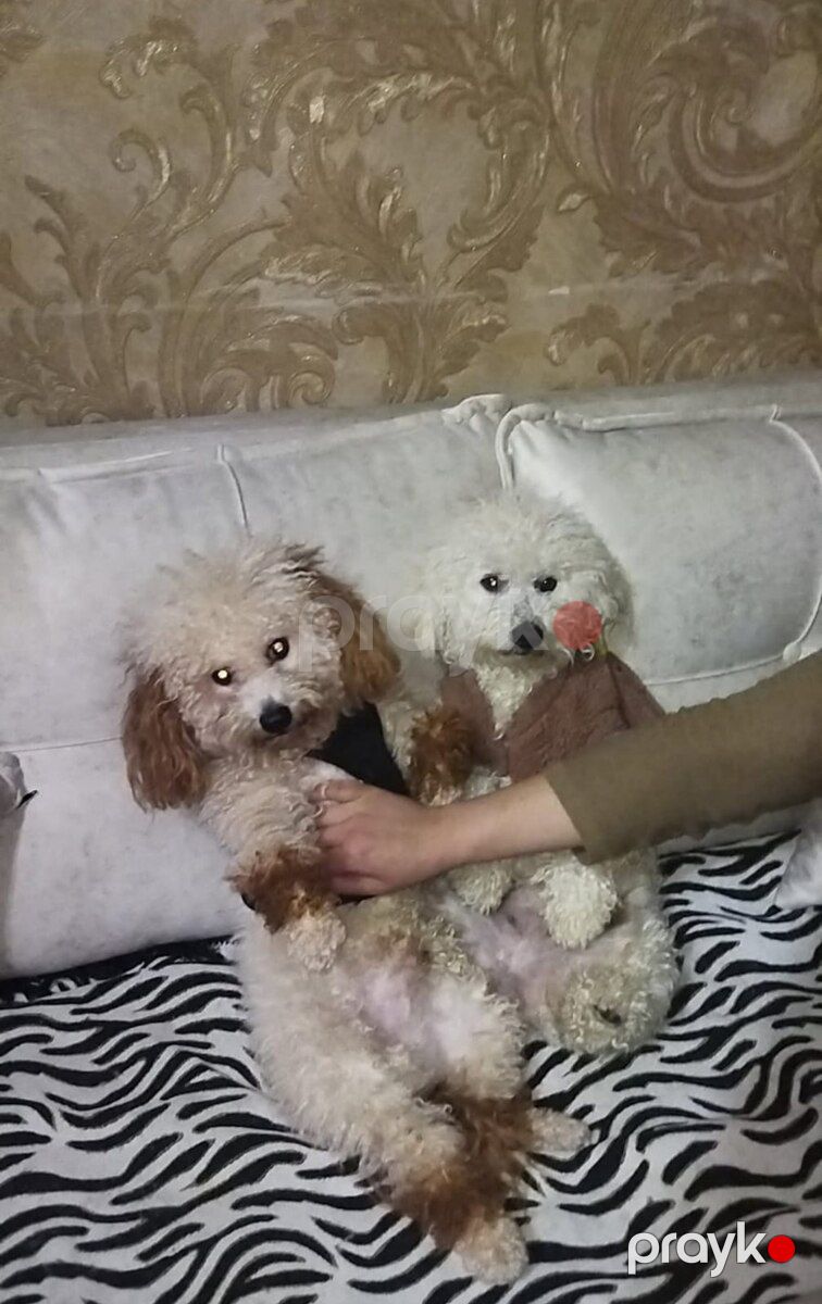 Toy pudel balası — Köpəklər, Bakı (2)