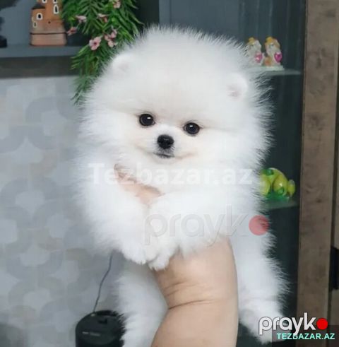 Pomerian Spitz bala 2 ay — Bakı