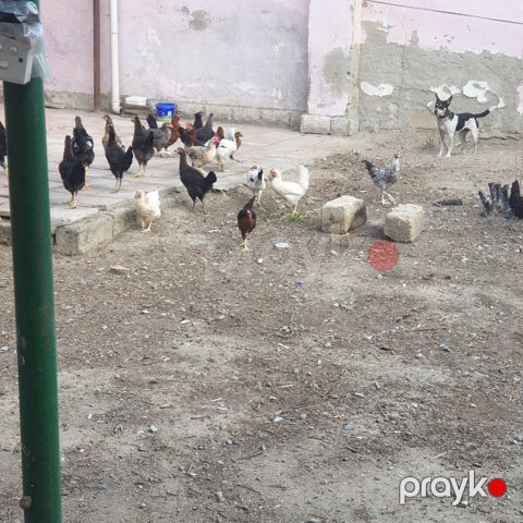Kənd çolpaları — Sumqayıt