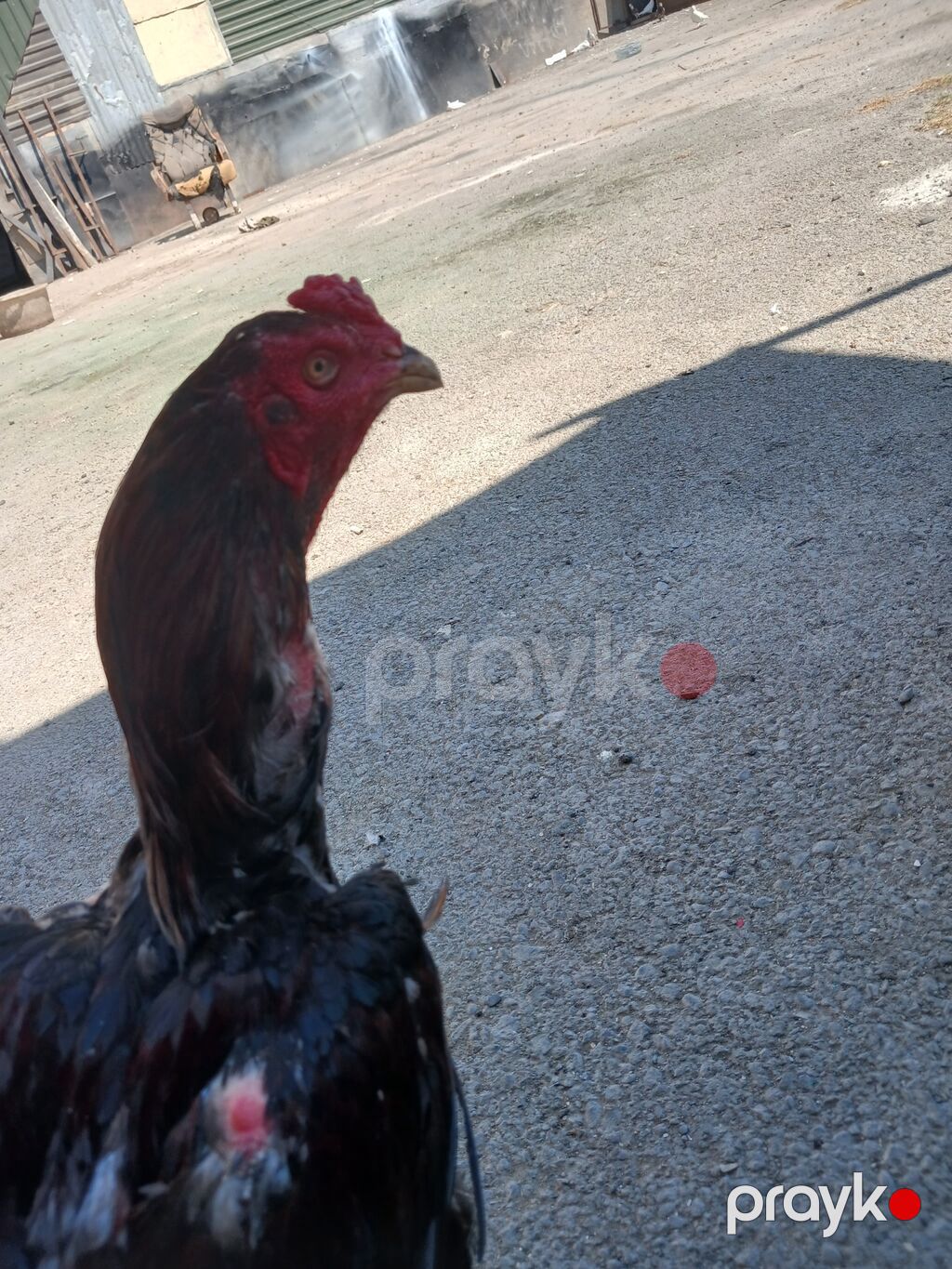 Heyrati xoruz ve feresi ikisi bir yerde satlir Xüsusiyyətlər — Toyuq və xoruz, Mehdiabad (2)