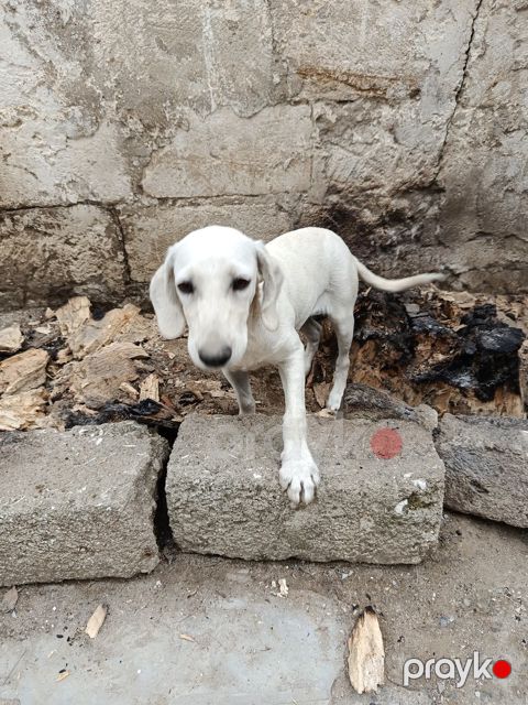 Ov iti — Bakı