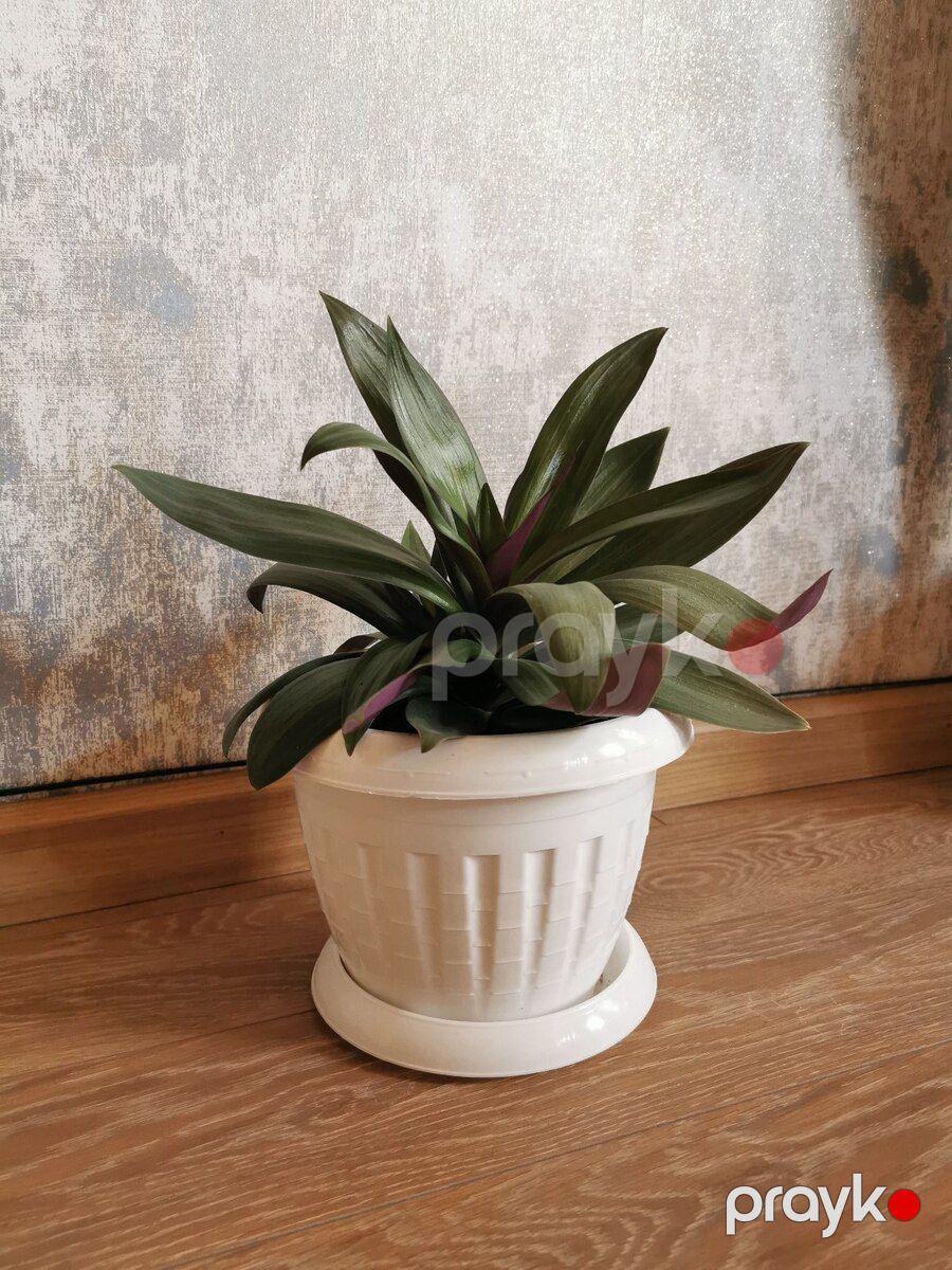 Tradescantia — Bitkilər, Bakı (3)