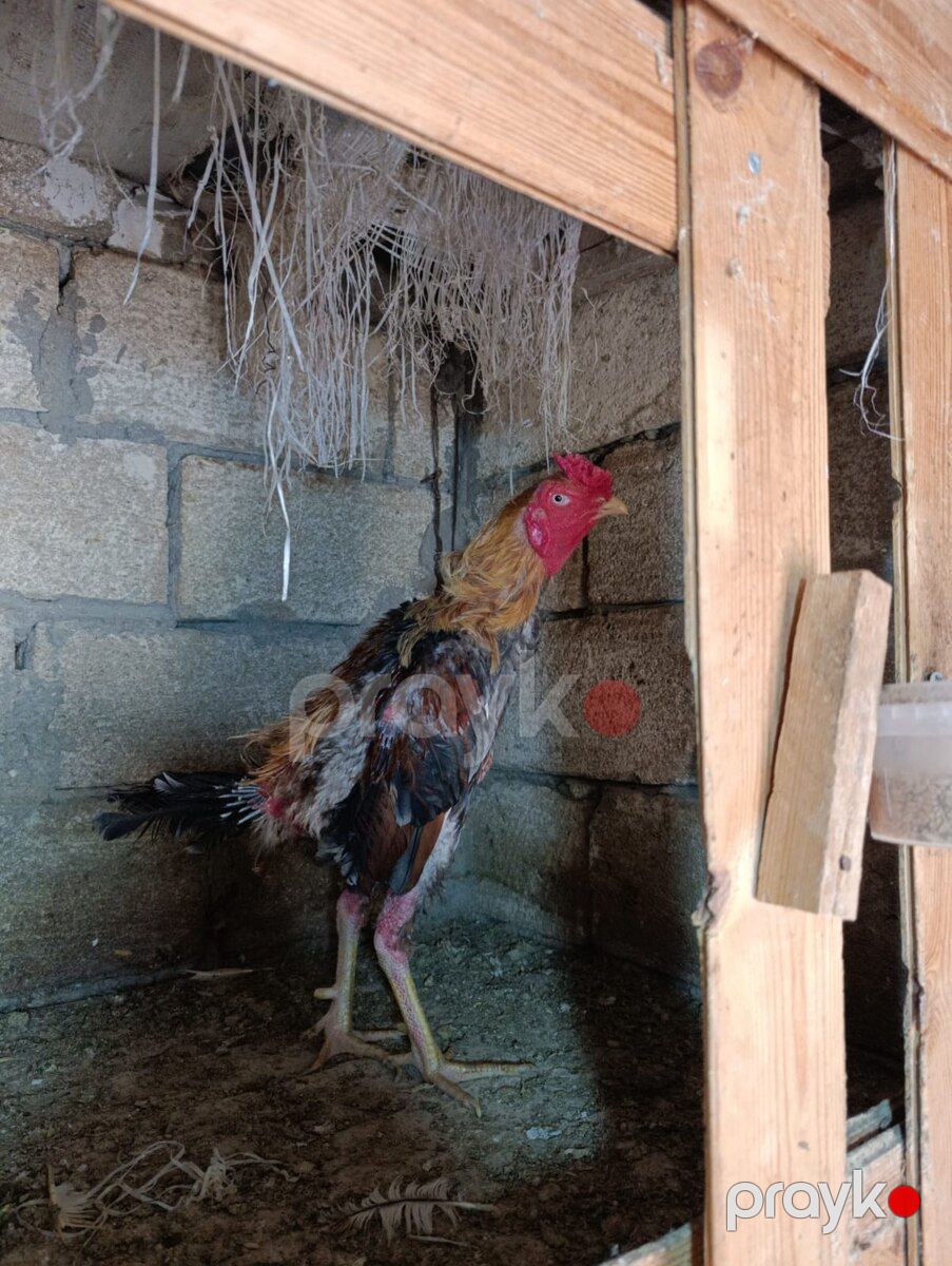 Heyratı xoruzlar — Quşlar, Sumqayıt (2)