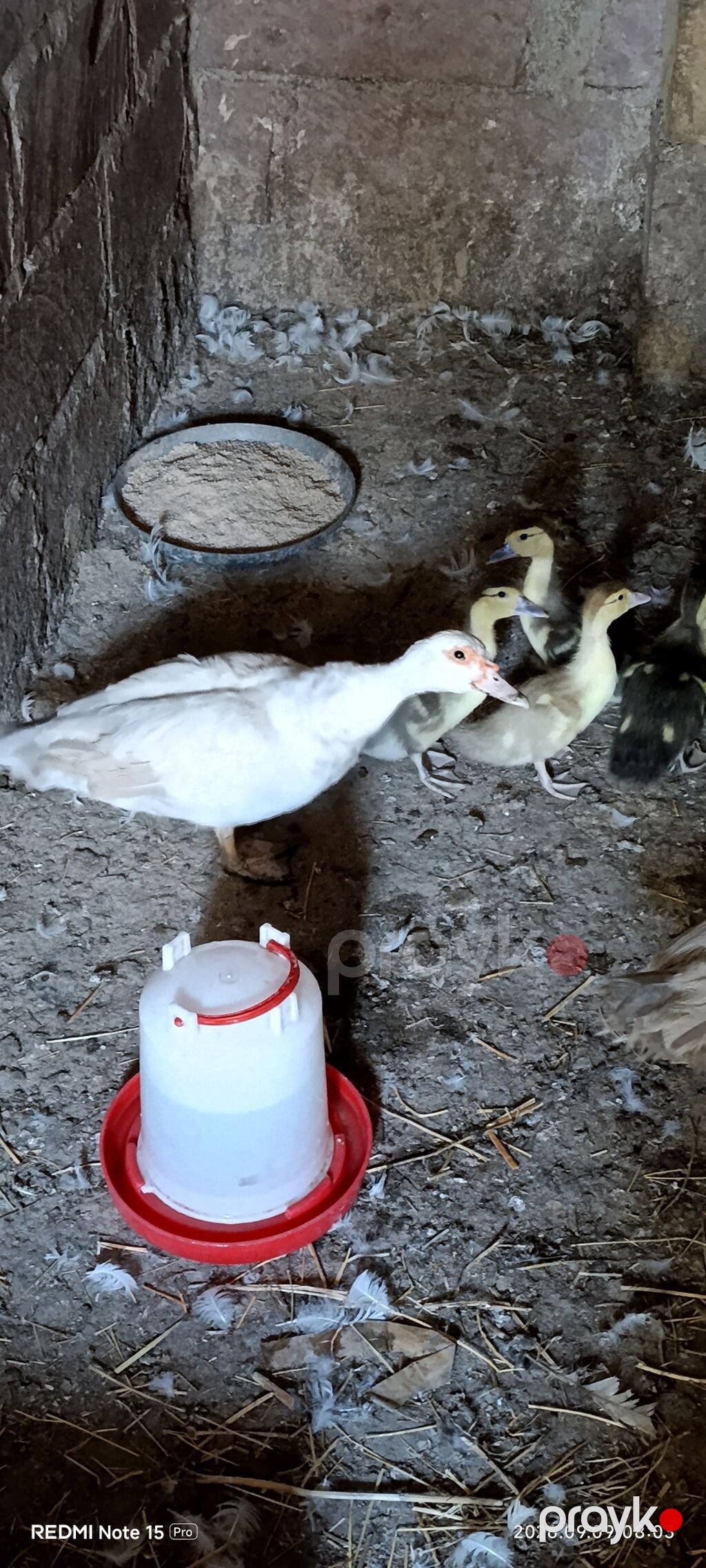 Dişi, Lal ördək, Damazlıq — Digərləri, Göygöl (4)