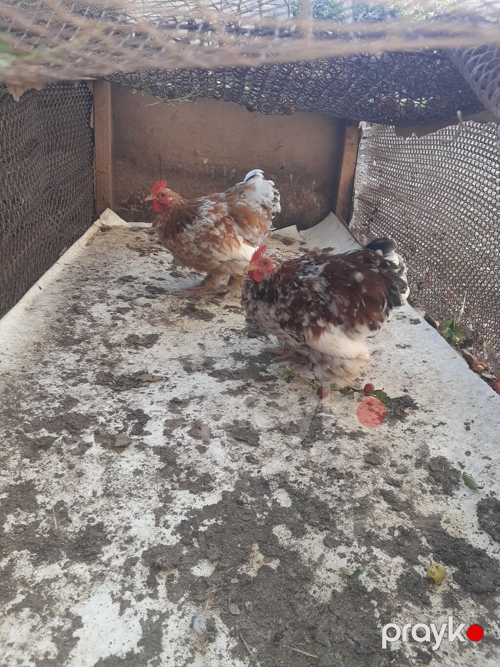 Brama koxinlər sağlamdılar qiymət birinə aiddi — Digərləri, Mingəçevir (2)