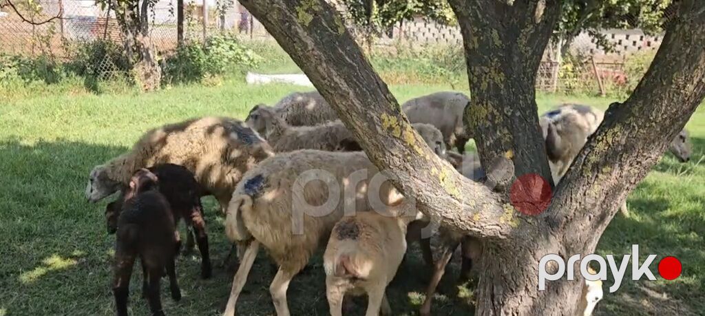 Dişi, il: 1, Damazlıq, Pulsuz çatdırılma — Kənd təsərrüfatı heyvanları, Yevlax (10)
