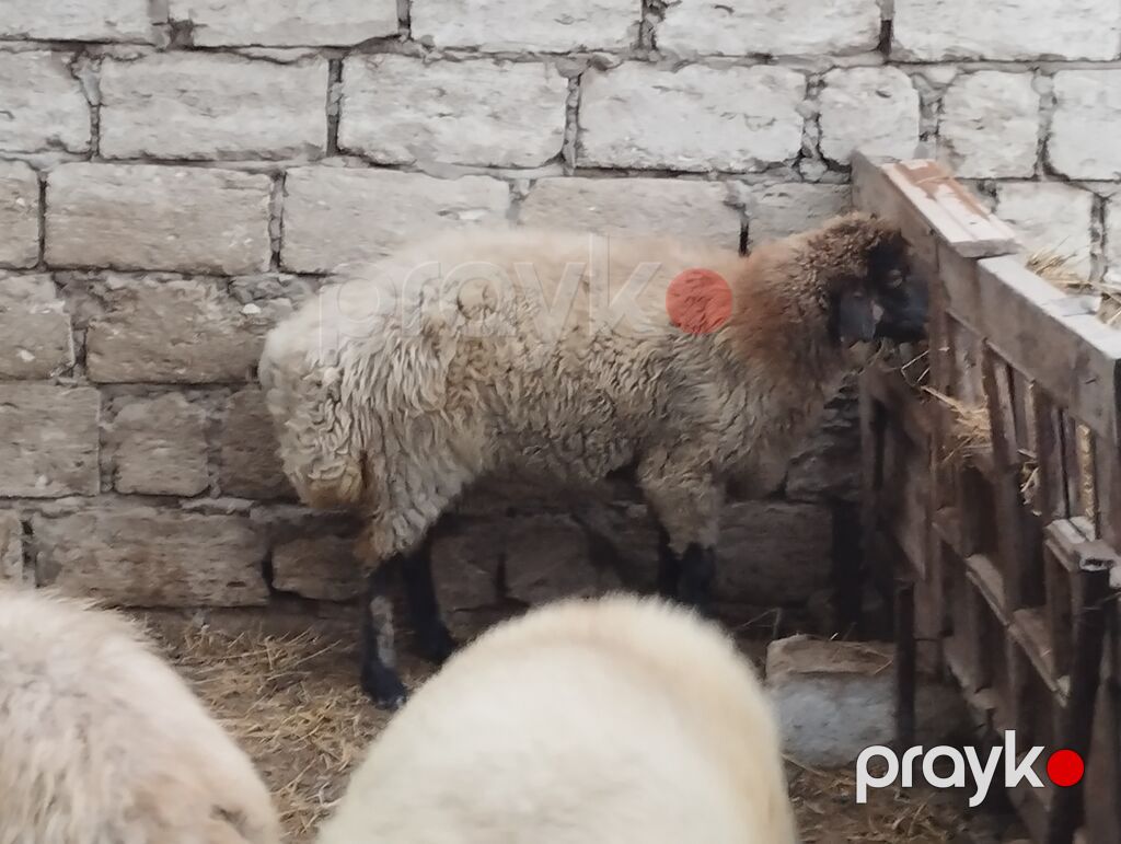 Növ: yerli ətlik qoyunlardi — Kənd təsərrüfatı heyvanları, Bakı (6)