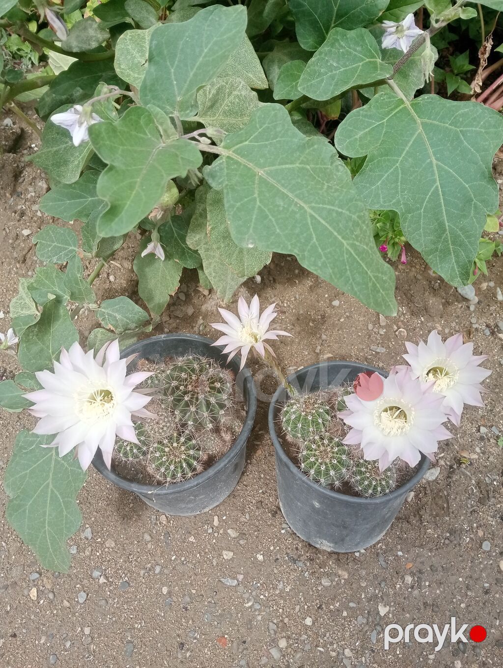 Çiçəkli kaktus – Echinopsis (saksıda) - Növ: Echinopsis (lobivioid — Qapı bitkələri, Digah (6)
