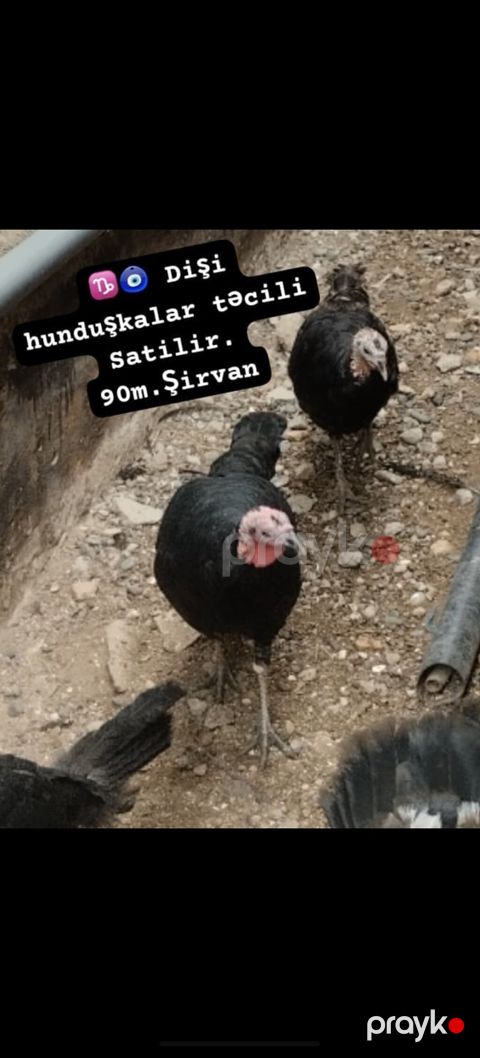 Dişi, Damazlıq — Şirvan