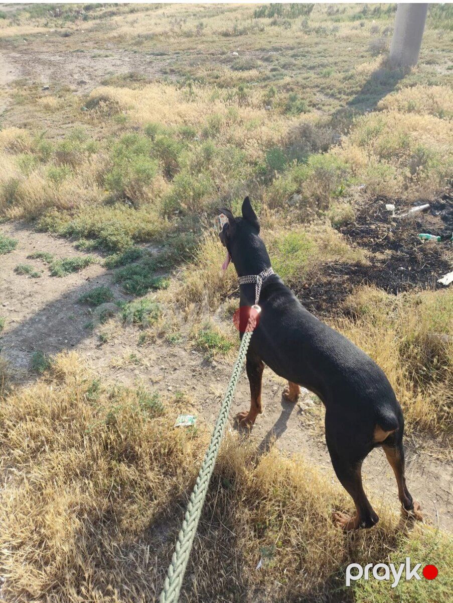 Doberman — Köpəklər, Bakı (2)
