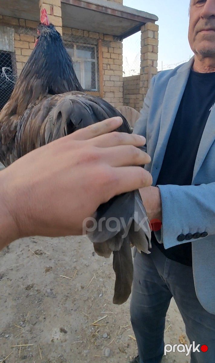Australop toyuqları — Quşlar, Bakı (3)